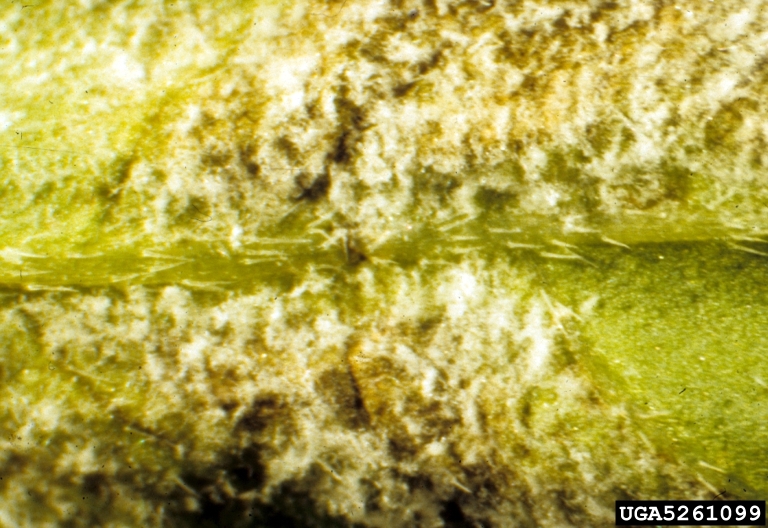 downy mildew (<em>Plasmopara halstedii</em>) sign