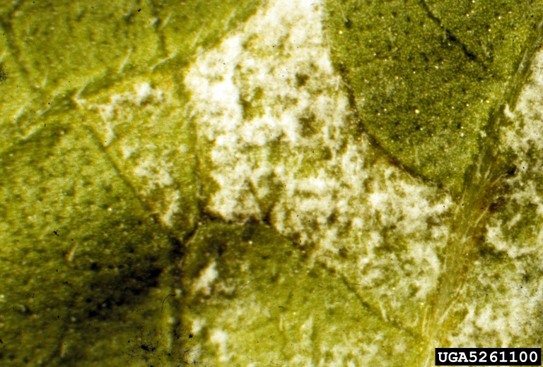 downy mildew (<em>Plasmopara halstedii</em>) sign