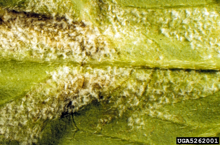 downy mildew (<em>Plasmopara halstedii</em>) sign