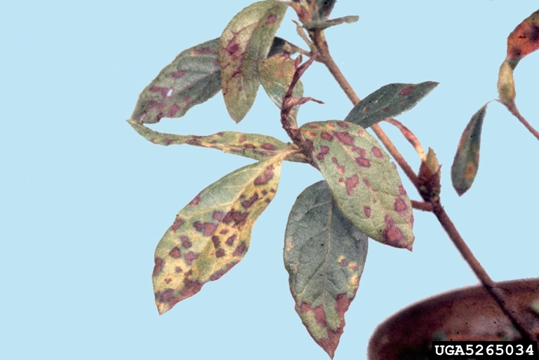 leaf spot or scorch (Septoria azalea ) on rhododendrons and azaleas
