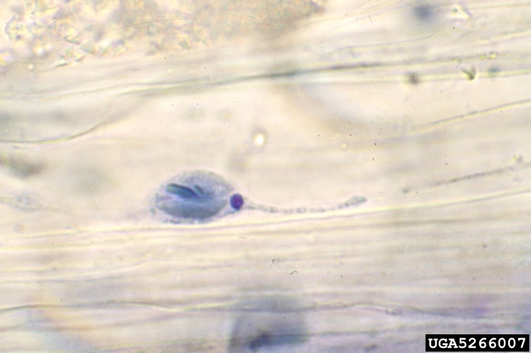 tomato yellow leaf curl virus (TYLCV) (Begomovirus Tomato yellow leaf