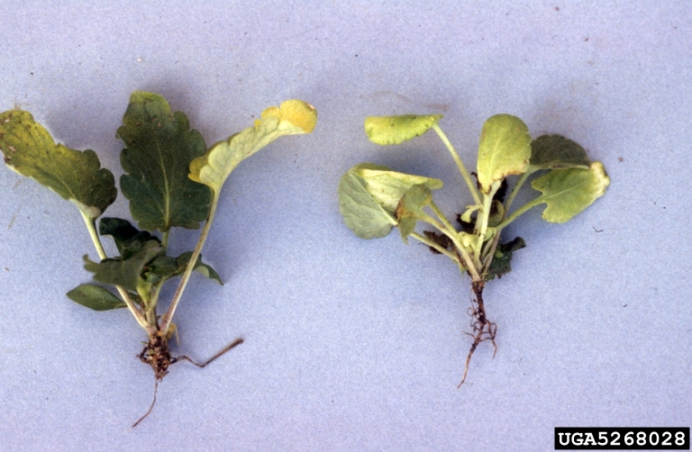black root rot (Berkeleyomyces basicola (Berk. & Broome) W.J. Nel, Z.W. de  Beer, T.A. Duong & M.J. Wingf.)