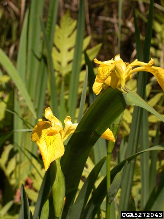 pale yellow iris, yellow flag iris (Iris pseudacorus)