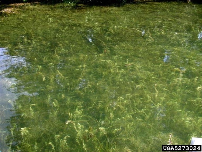Eurasian watermilfoil (Myriophyllum spicatum)