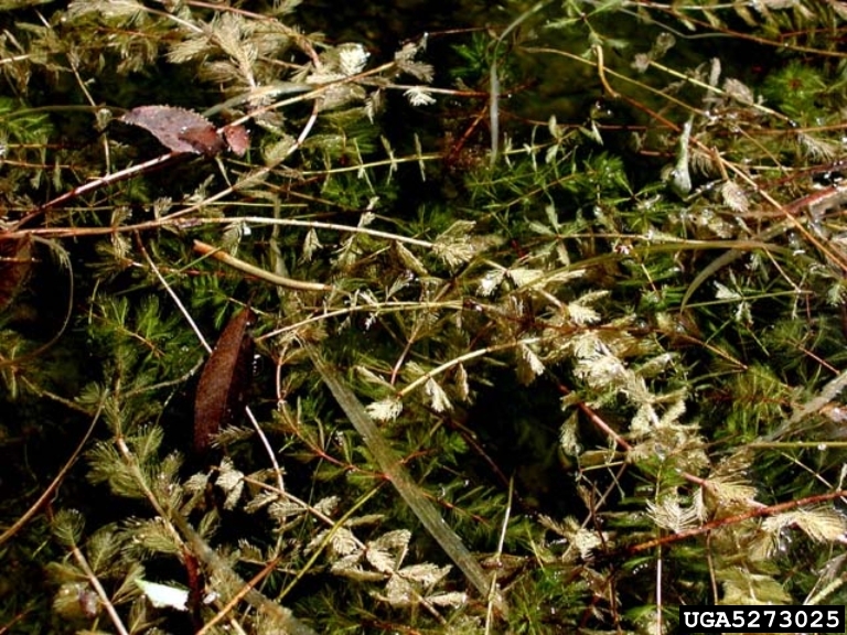 Eurasian watermilfoil (Myriophyllum spicatum)