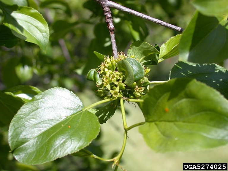 common buckthorn, European buckthorn (Rhamnus cathartica)