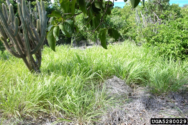 panicgrass (Genus Panicum L.)