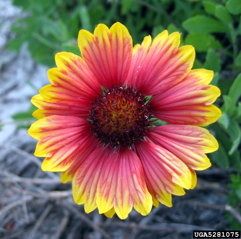 blanketflower, Gaillardia spp. (Asterales Asteraceae) 5281075