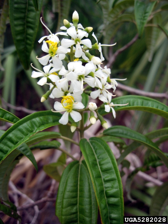 Florida clover ash (Tetrazygia bicolor)