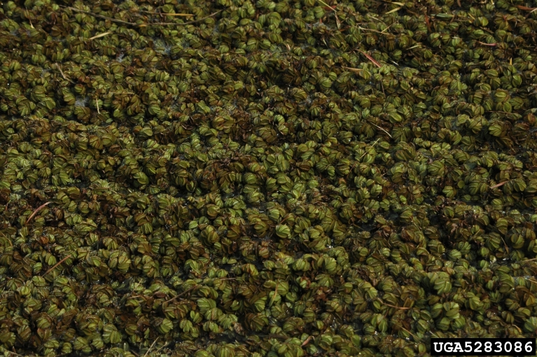 Joseph LaForest, University of Georgia,  Bugwood.org