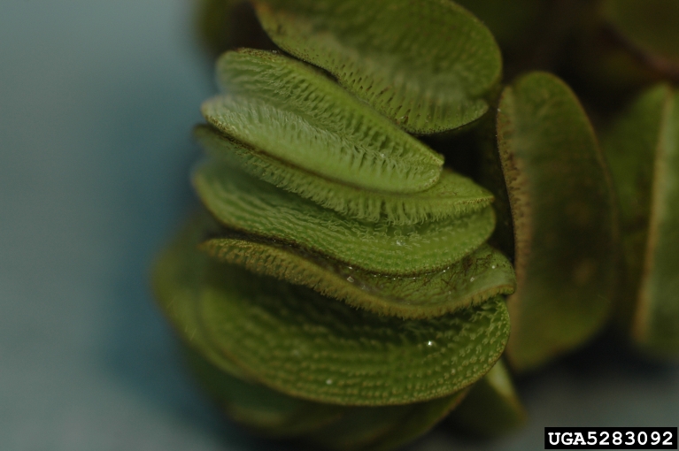 Joseph LaForest, University of Georgia,  Bugwood.org