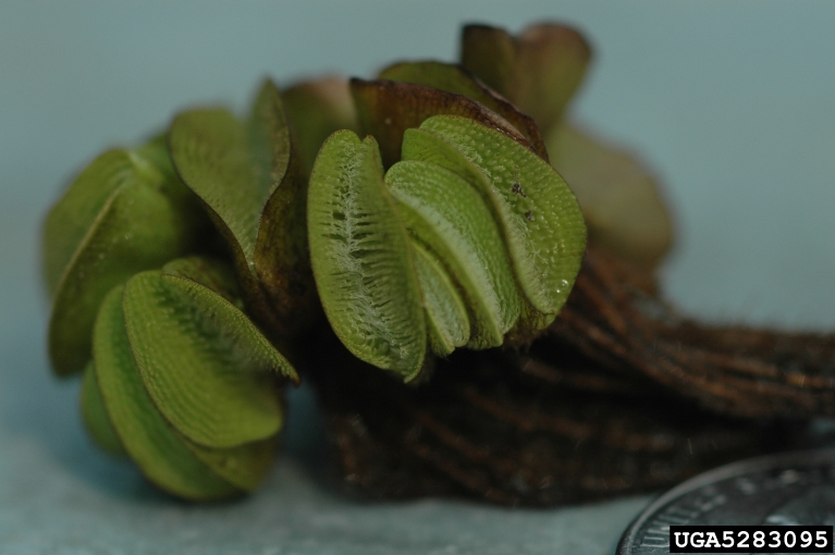 Joseph LaForest, University of Georgia,  Bugwood.org