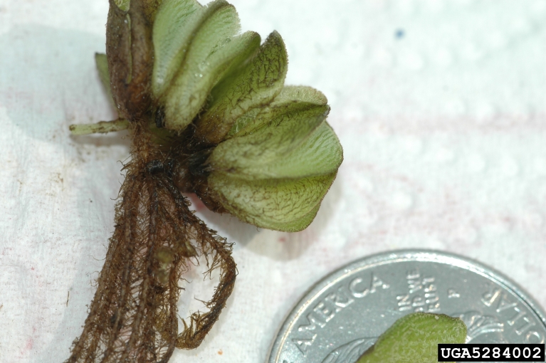 Joseph LaForest, University of Georgia,  Bugwood.org