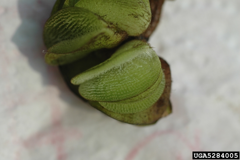 Joseph LaForest, University of Georgia,  Bugwood.org