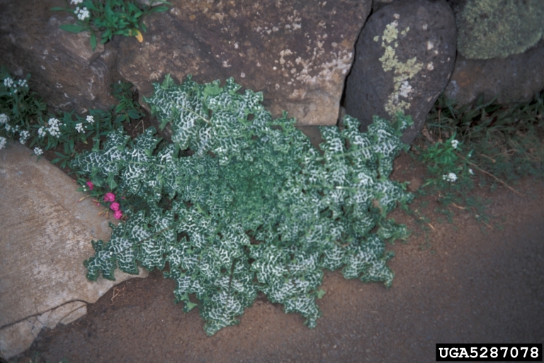 Forest and Kim Starr, Starr Environmental,  Bugwood.org