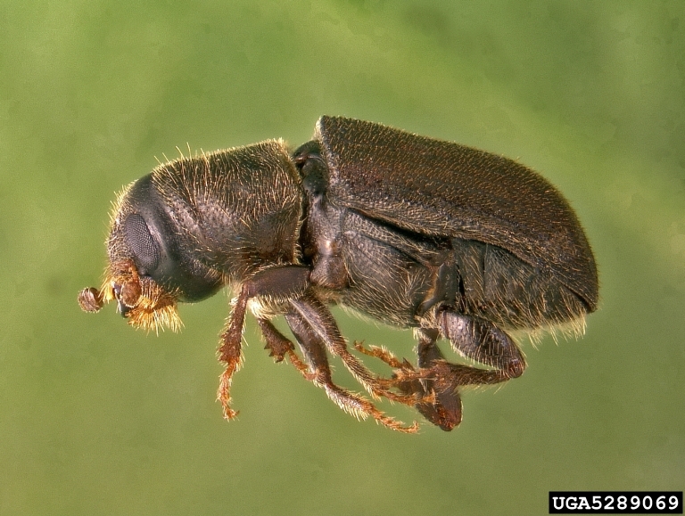 western pine beetle (Dendroctonus