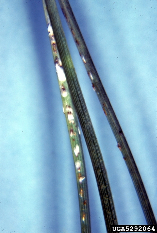 pine needle scale (Chionaspis pinifoliae (Fitch))