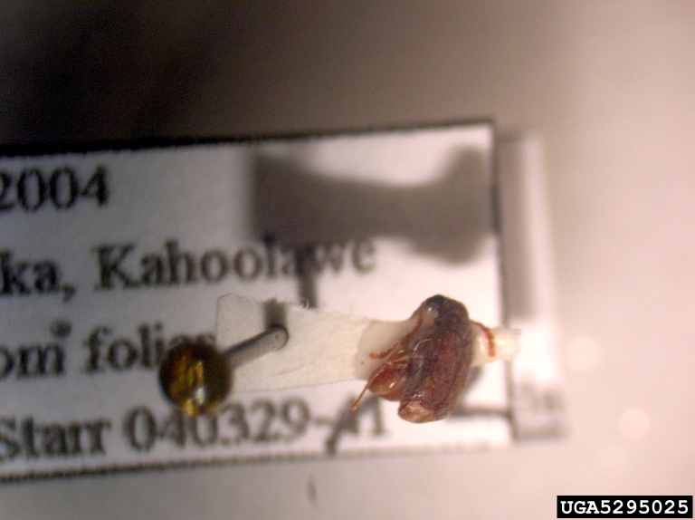 bean weevil (Acanthoscelides obtectus)