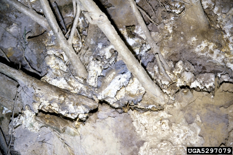 ash root rot (Scytinostroma galactinum)