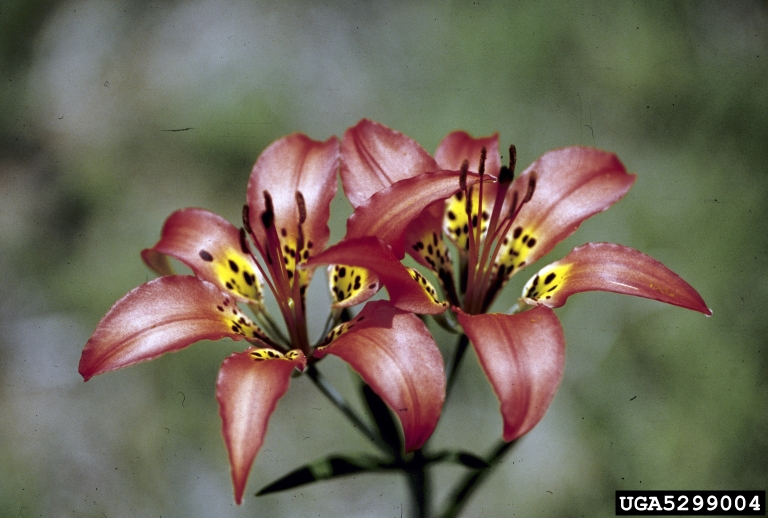 wood lily (Lilium philadelphicum)
