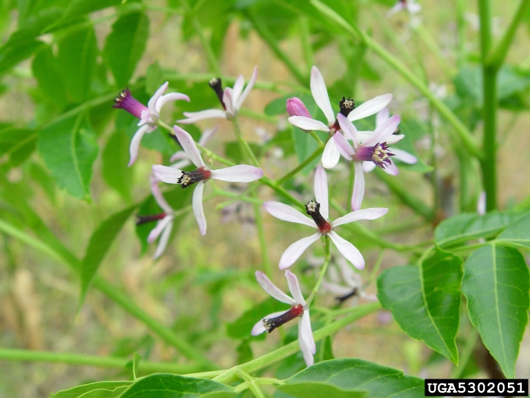 chinaberry (<em>Melia azedarach</em>) flower(s)