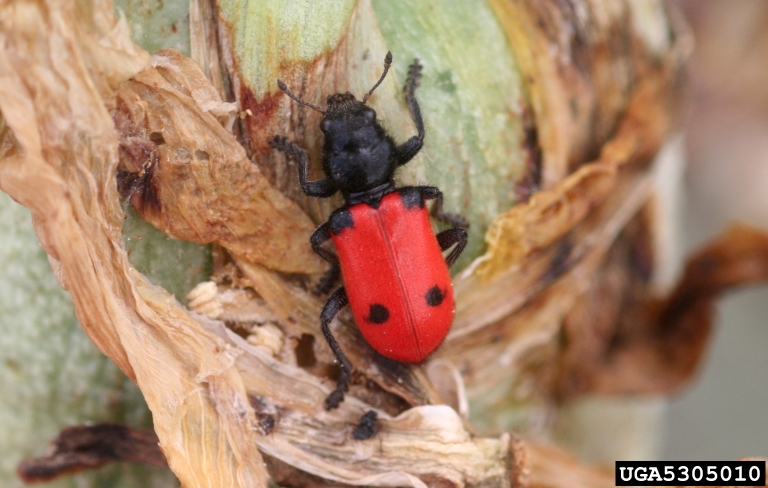 clerid beetle (Enoclerus zonatus (Klug, 1842))
