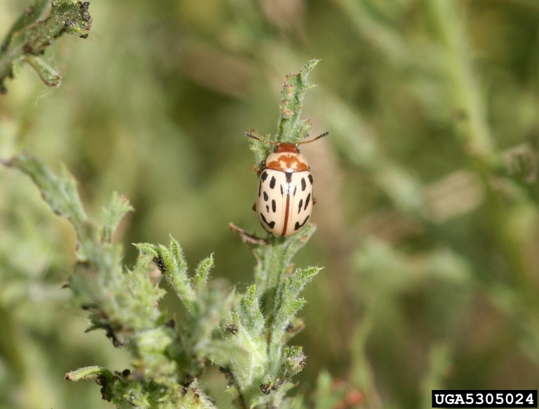 leaf beetle (Zygogramma conjuncta)