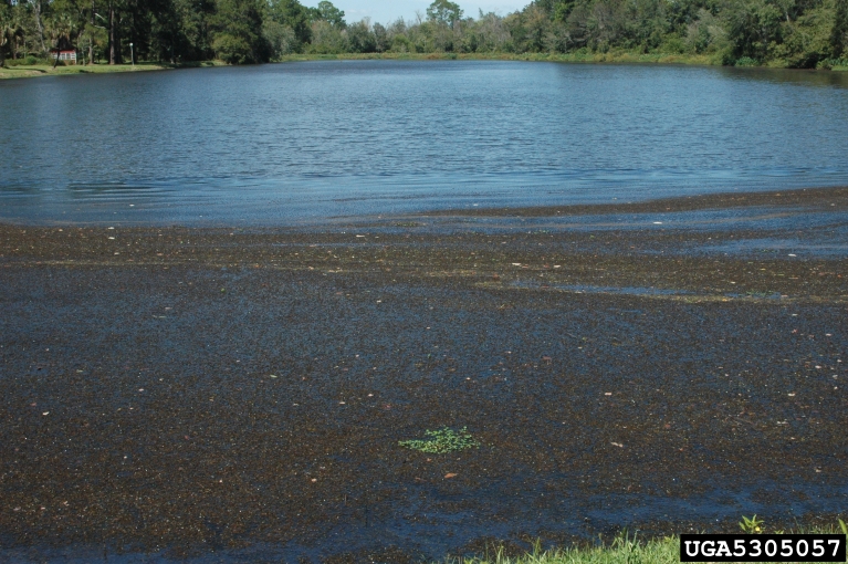 Joseph LaForest, University of Georgia,  Bugwood.org
