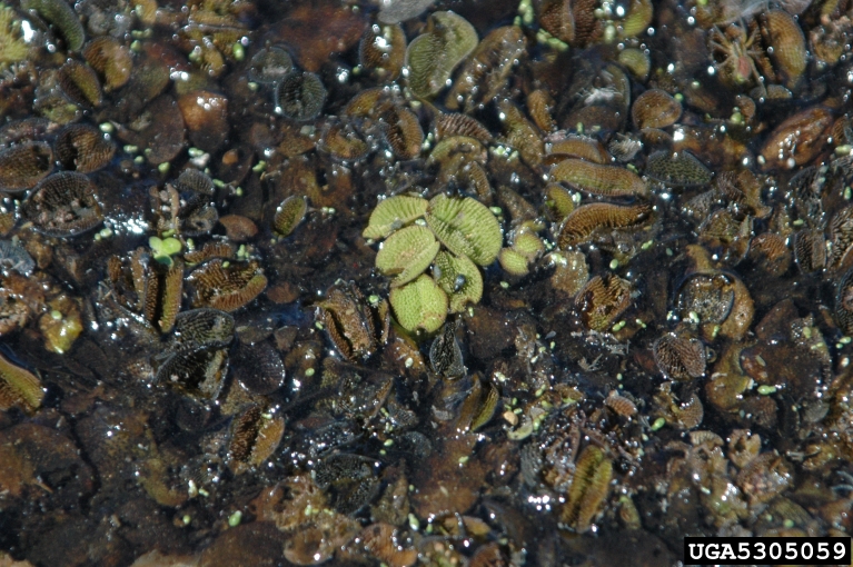 Joseph LaForest, University of Georgia,  Bugwood.org