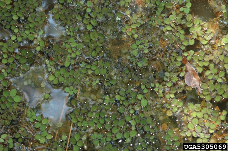 Joseph LaForest, University of Georgia,  Bugwood.org