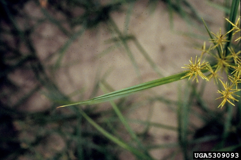 yellow nutsedge (Cyperus esculentus)