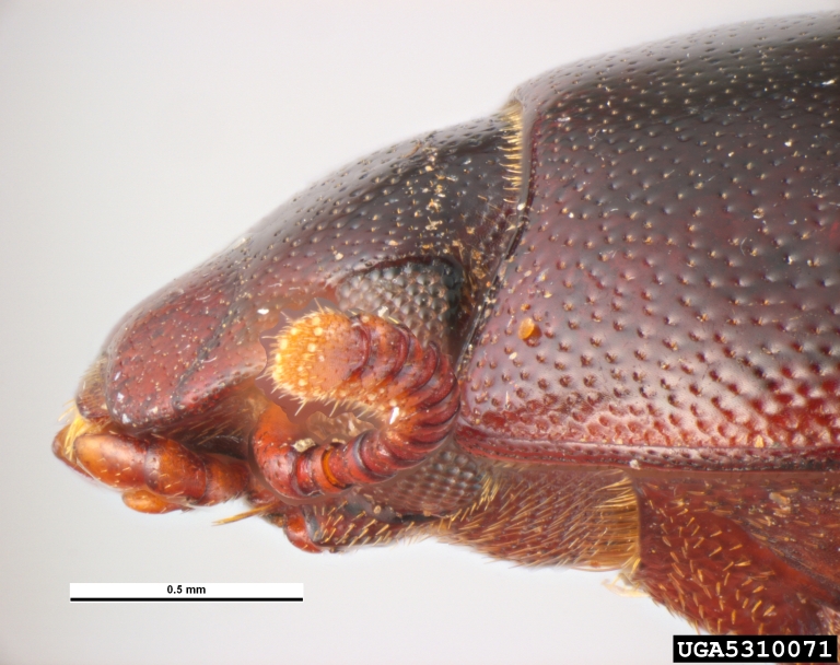 lesser mealworm (Alphitobius diaperinus)