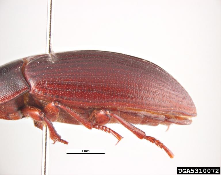 lesser mealworm (Alphitobius diaperinus)