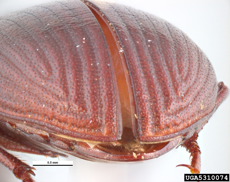 lesser mealworm (Alphitobius diaperinus)