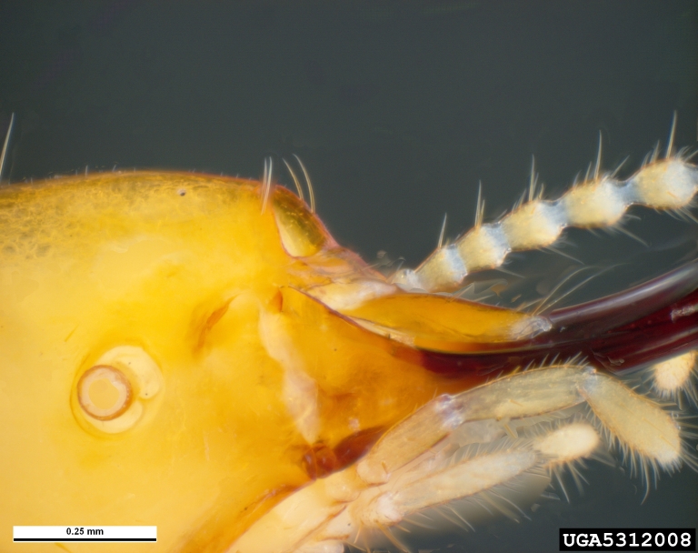 formosan subterranean termite (Coptotermes formosanus (Shiraki))