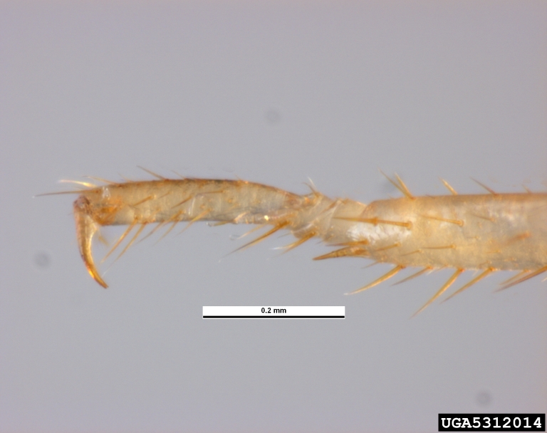 formosan subterranean termite (Coptotermes formosanus Shiraki, 1909)