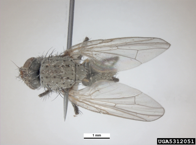 Photo by Pest and Diseases Image Library (PaDIL) , Bugwood.org 5312051
