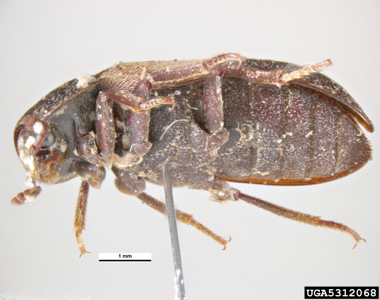 larder beetle (Dermestes lardarius)