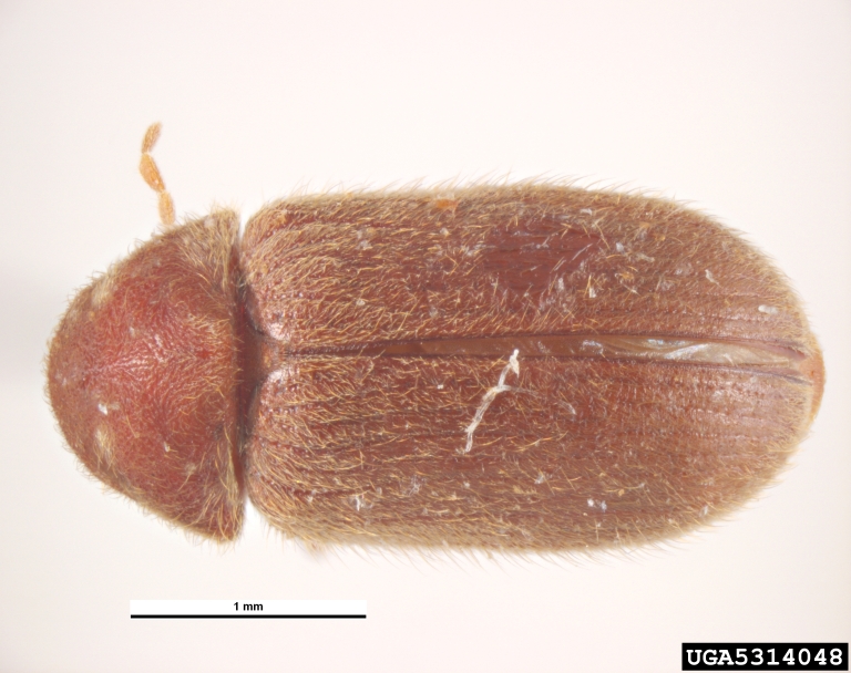 drugstore beetle (Stegobium paniceum)