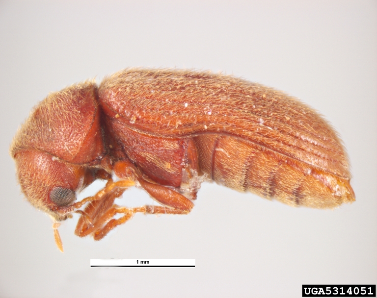 drugstore beetle (Stegobium paniceum)