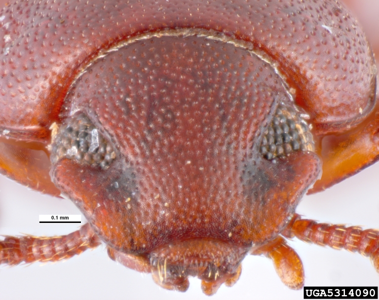 red flour beetle (Tribolium castaneum)