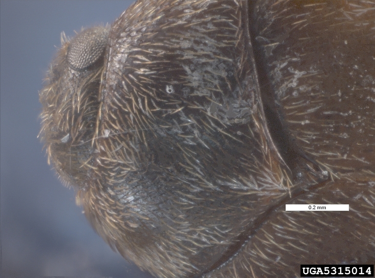 khapra beetle (Trogoderma granarium)