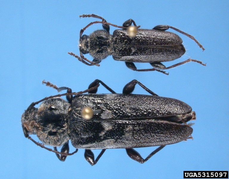 Old House Borer Hylotrupes Bajulus Coleoptera Cerambycidae