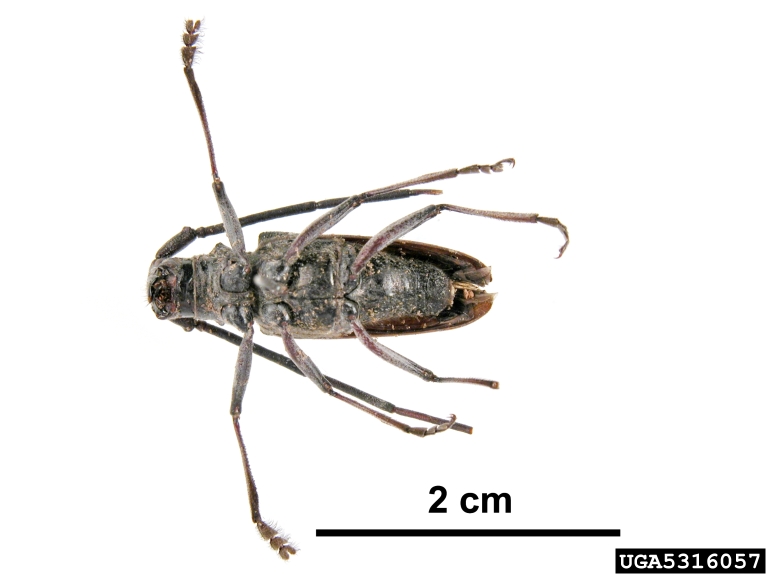 sawyer beetle (Monochamus sartor)