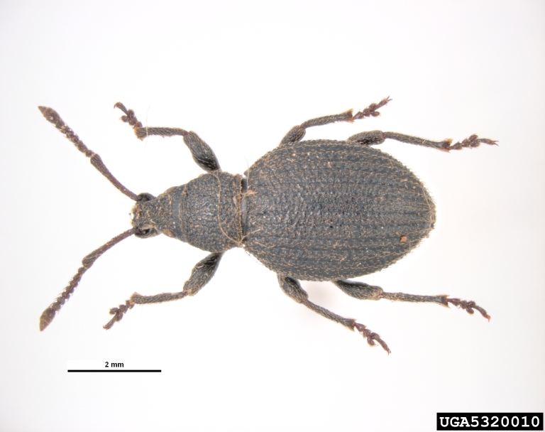 rough strawberry root weevil (Otiorhynchus rugosostriatus)