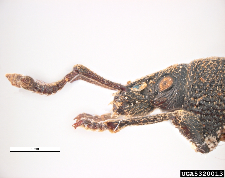 rough strawberry root weevil (Otiorhynchus rugosostriatus)