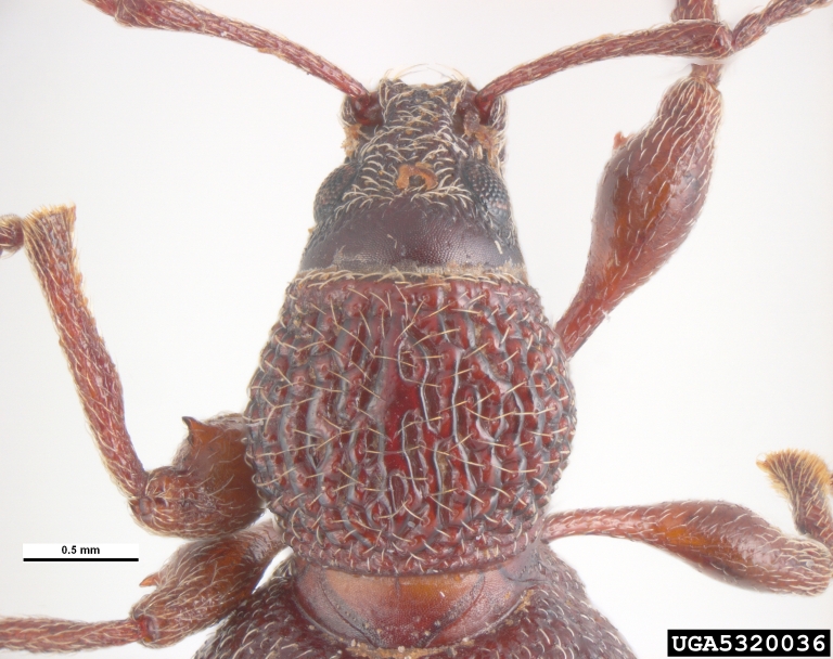 strawberry root weevil (Otiorhynchus ovatus)