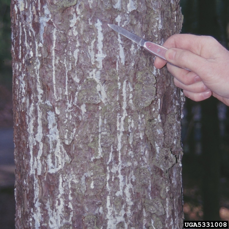 resinosis on red spruce trunk