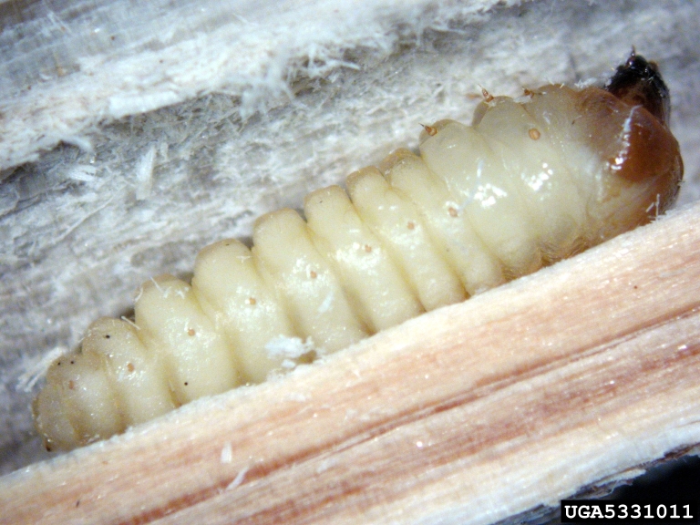 prepual larva