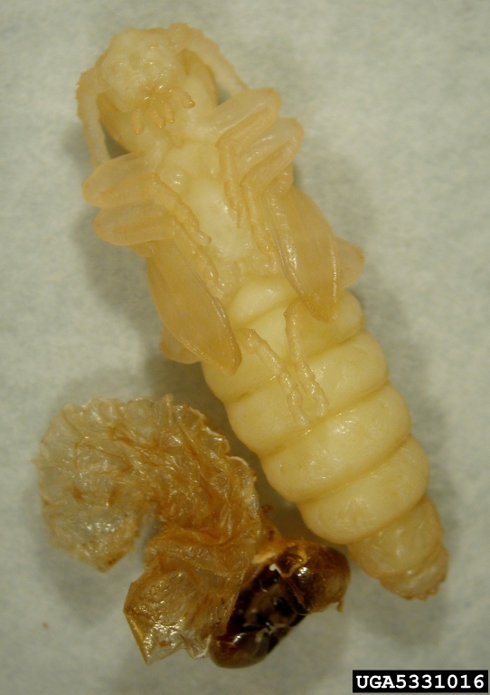 pupa with larval exuvia